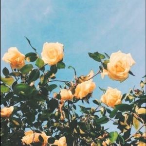 Meet your Posher, Sky